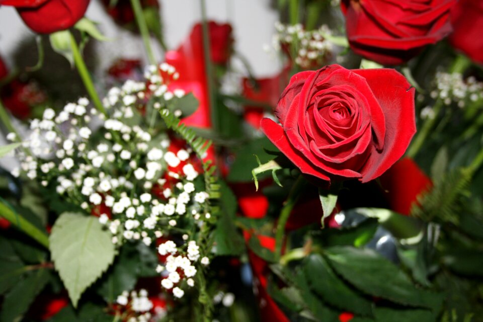 Red love romance