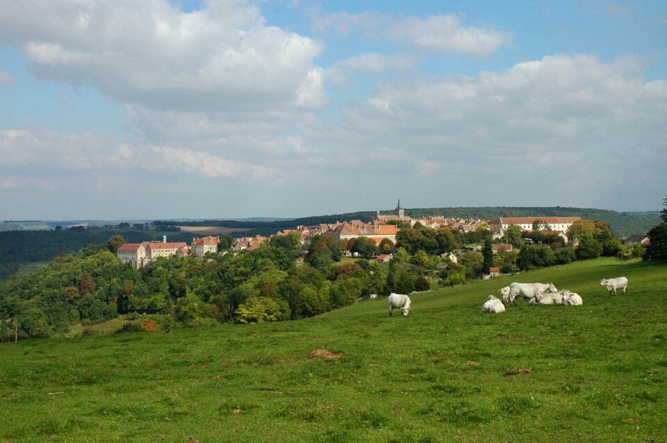 Middle ages hill cows