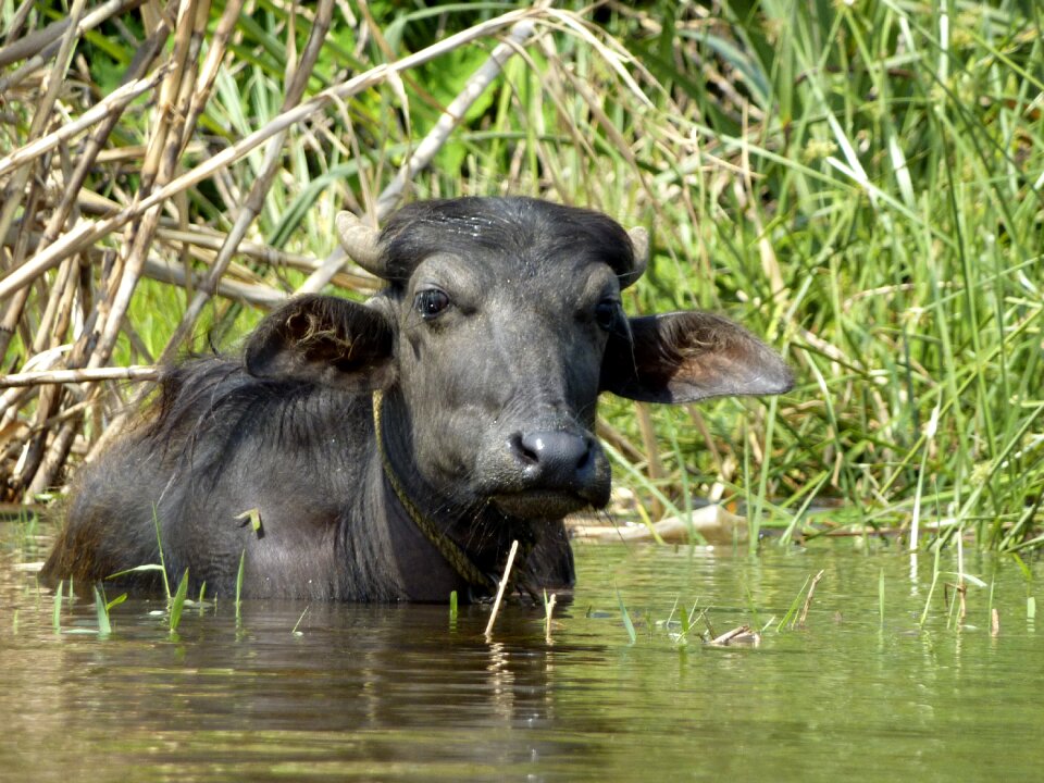 Animals india kerala