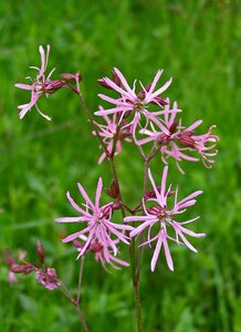 Pink flower field meadow