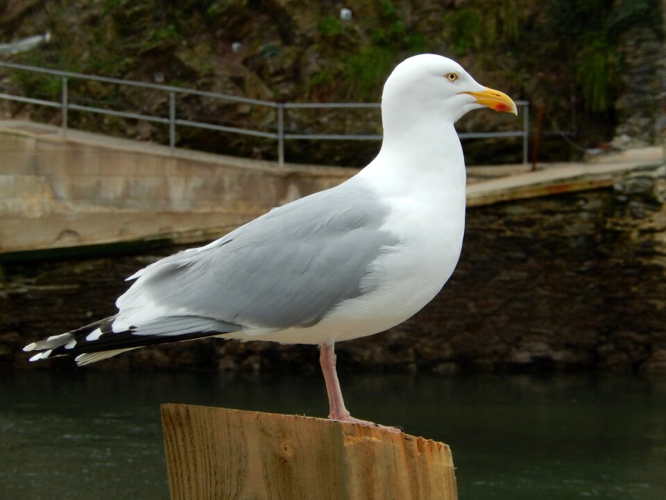 Looe cornwall