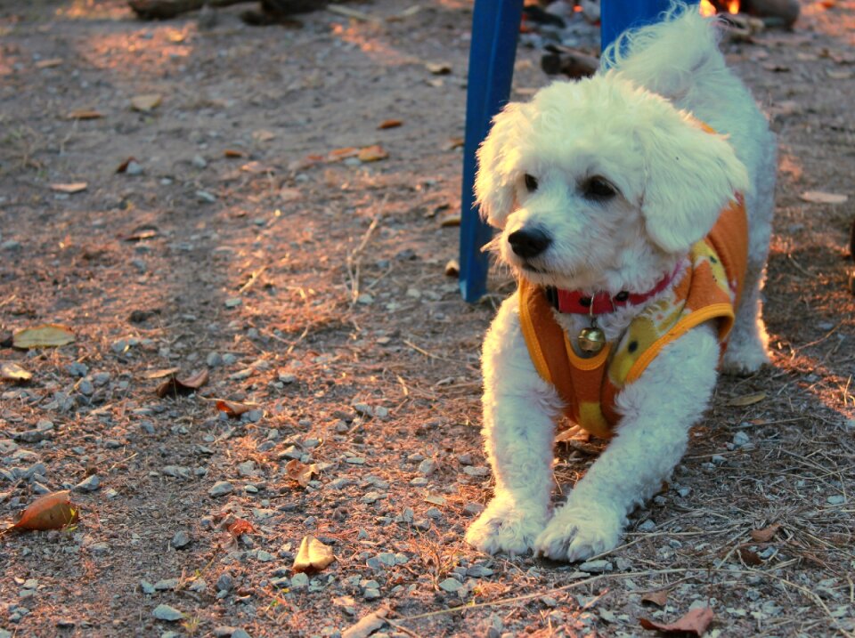 Cute breed white feather