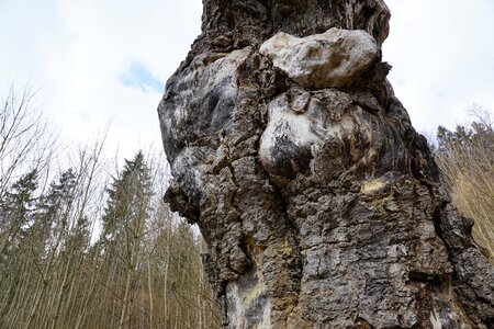 Forest nature tree