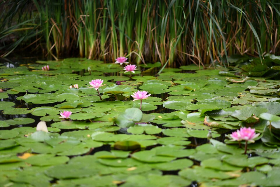 Gardens cordoba flower water
