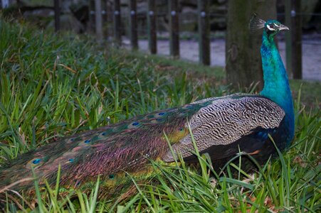 Peacock zoo animal