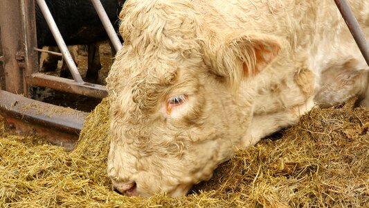 Livestock farming beef