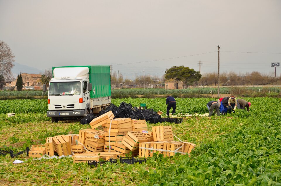El prat seasonal vegetables