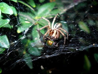 Food hunting prey