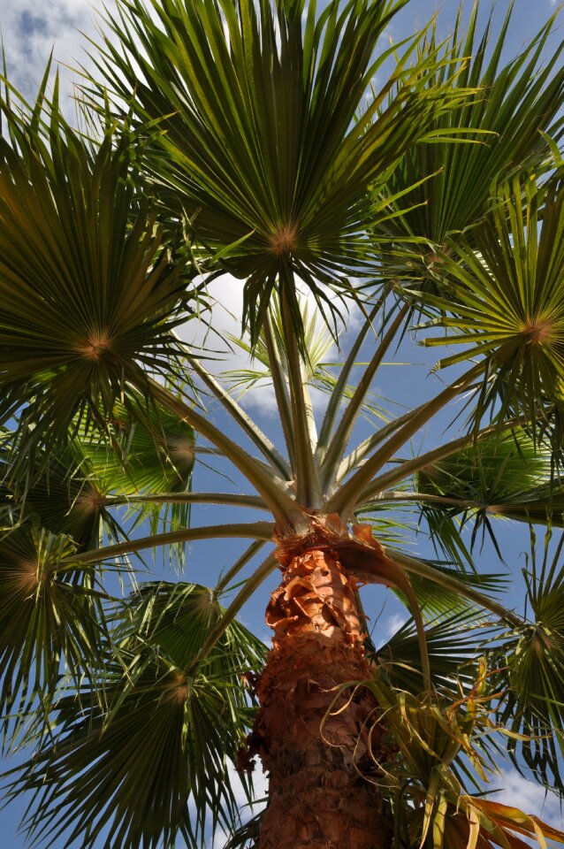 Jordan summer palm