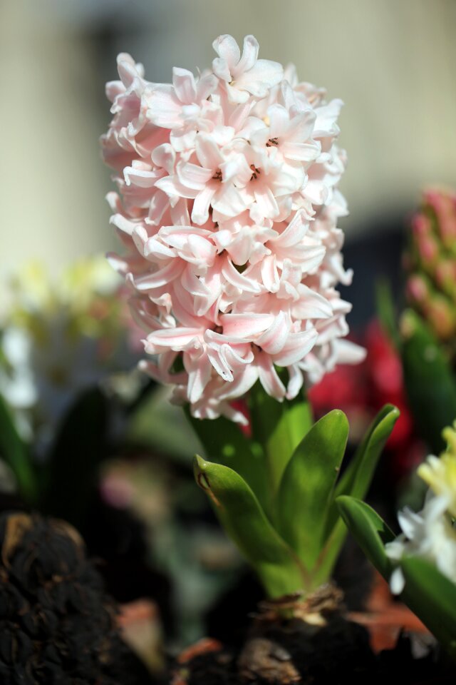 Blossom flower pink flower