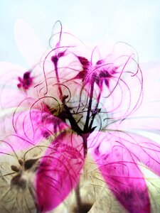 Flower floral fuchsia