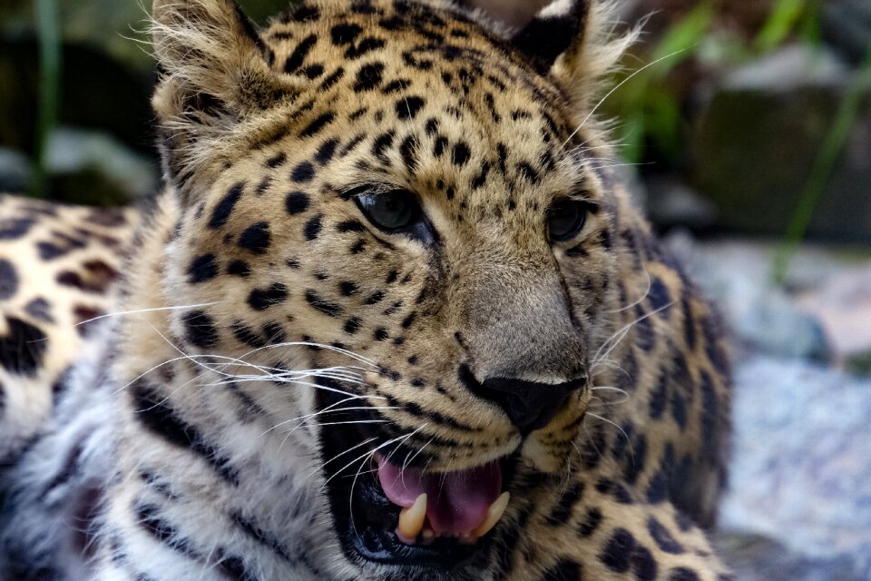Leopard colors nature