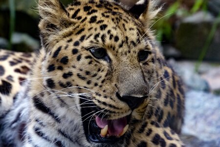 Leopard colors nature