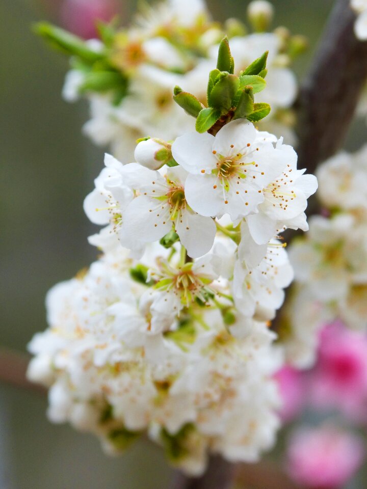 Fruit bloom spring