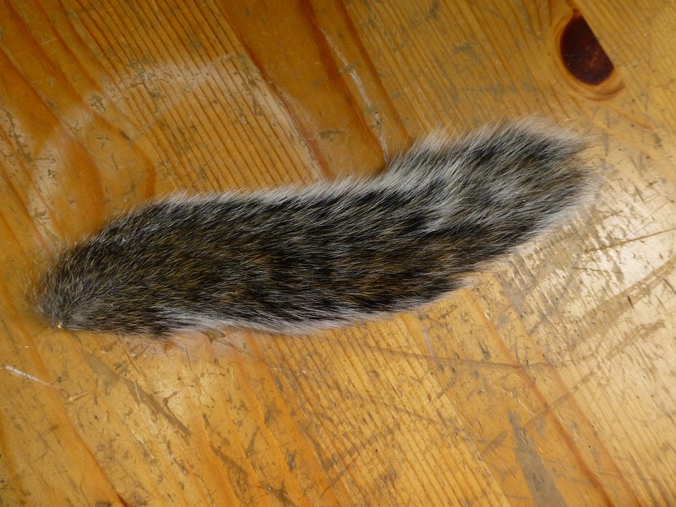 Animal rodent fur