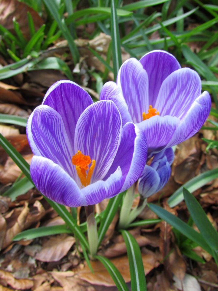Spring forward flower