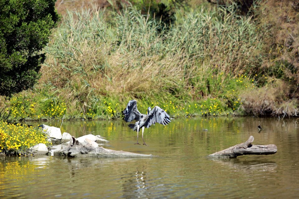 Water ornithology nature