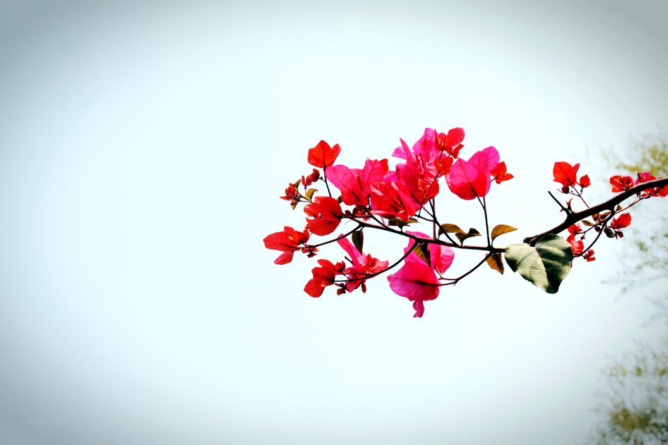 Spring pink petals section