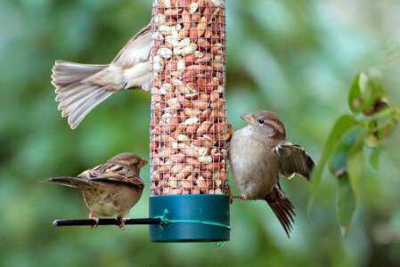Sperling food songbird