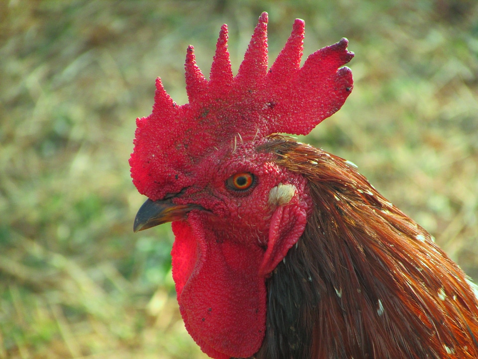 Cockerel fowl cock-a-doodle-doo