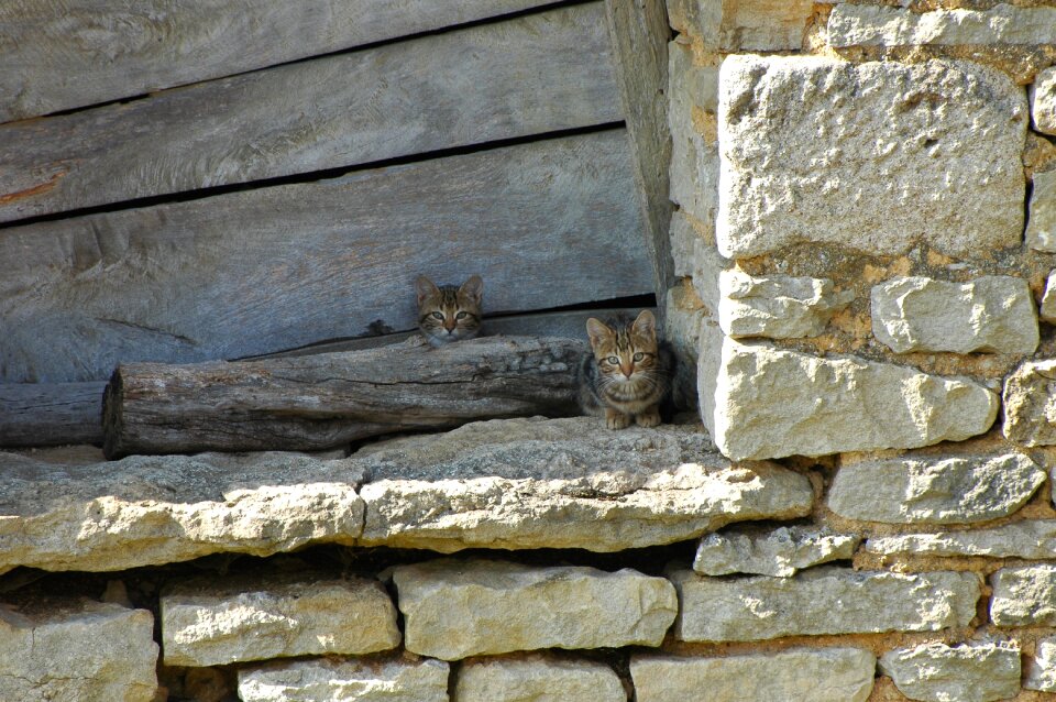 Domestic cat bauer cat young cat