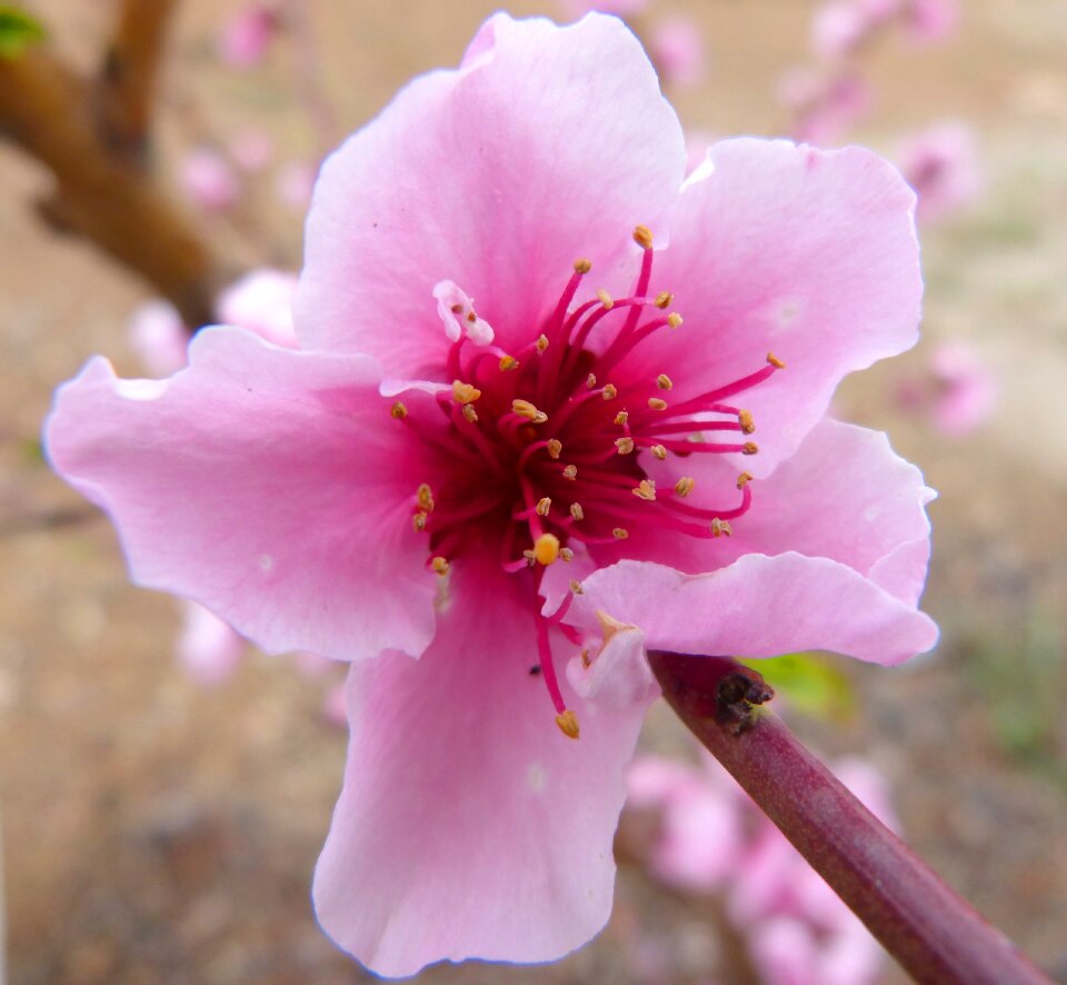 Fruit bloom spring