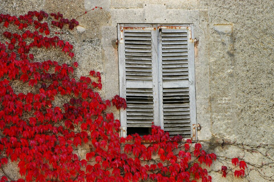 Shutters abandoned wild
