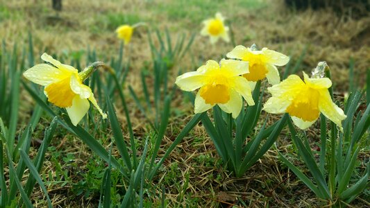 Narcissus spring flowers flowering warning