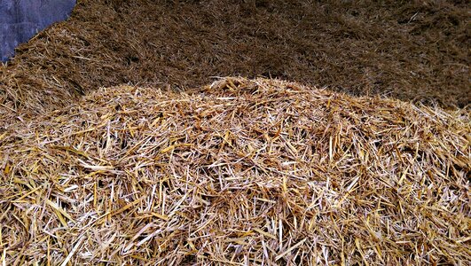 Cows animals brown bed