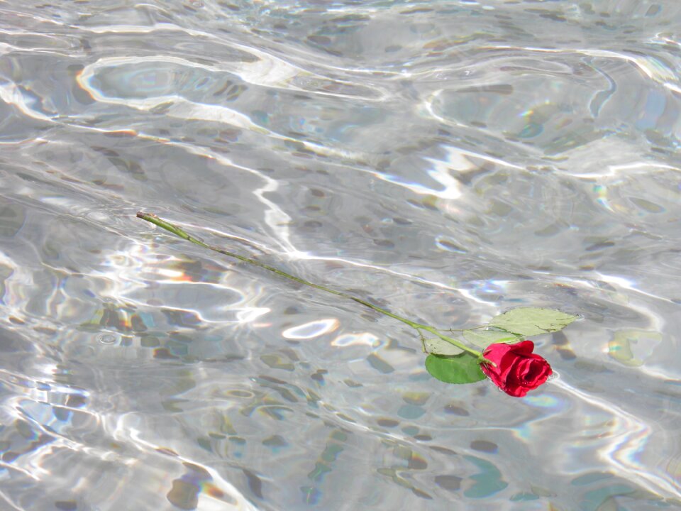 Red red flower water