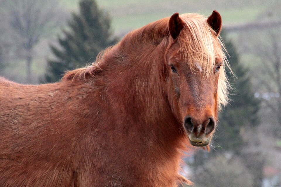 Strong kaltblut pasture