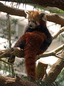 Wildlife chinese adorable