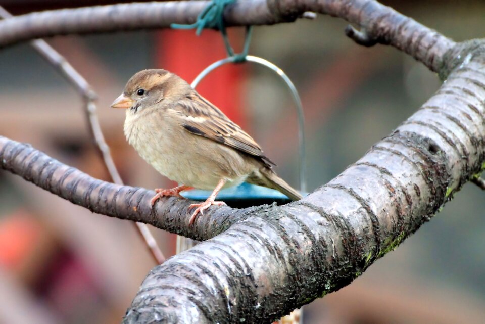 Nature songbird branch
