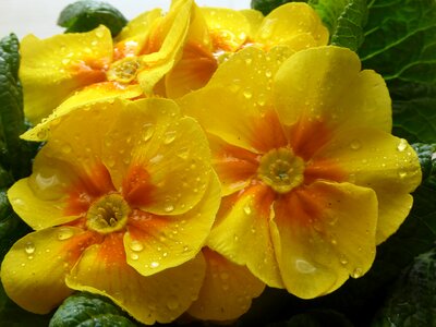 Close up beaded spring flower
