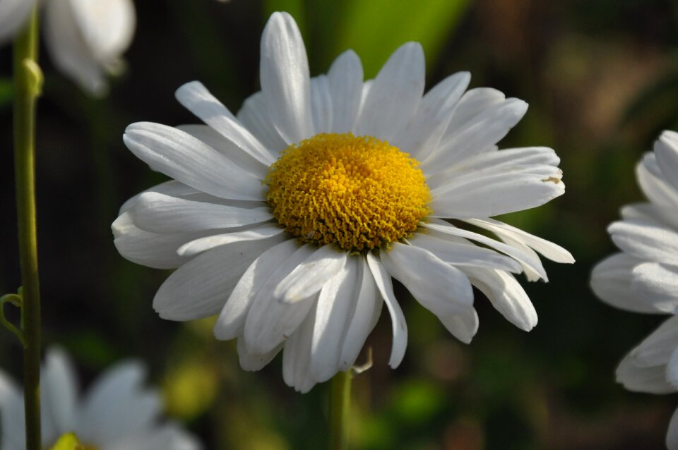 Flowers nature garden