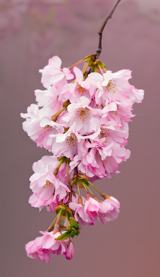 Pink close-up details