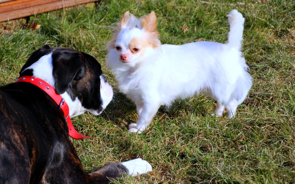 Chihuahua black white