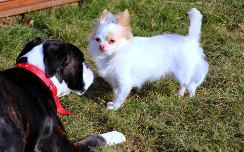 Chihuahua black white