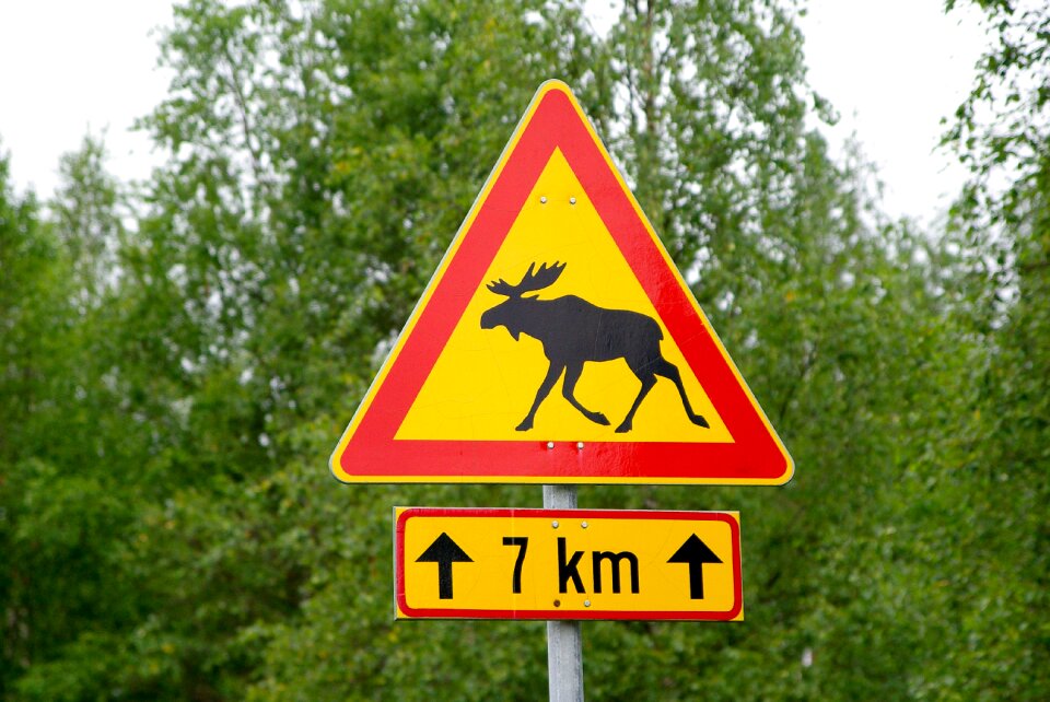 Deer momentum signalling