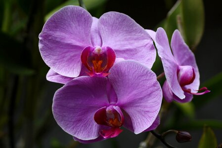 Asia indonesia nature