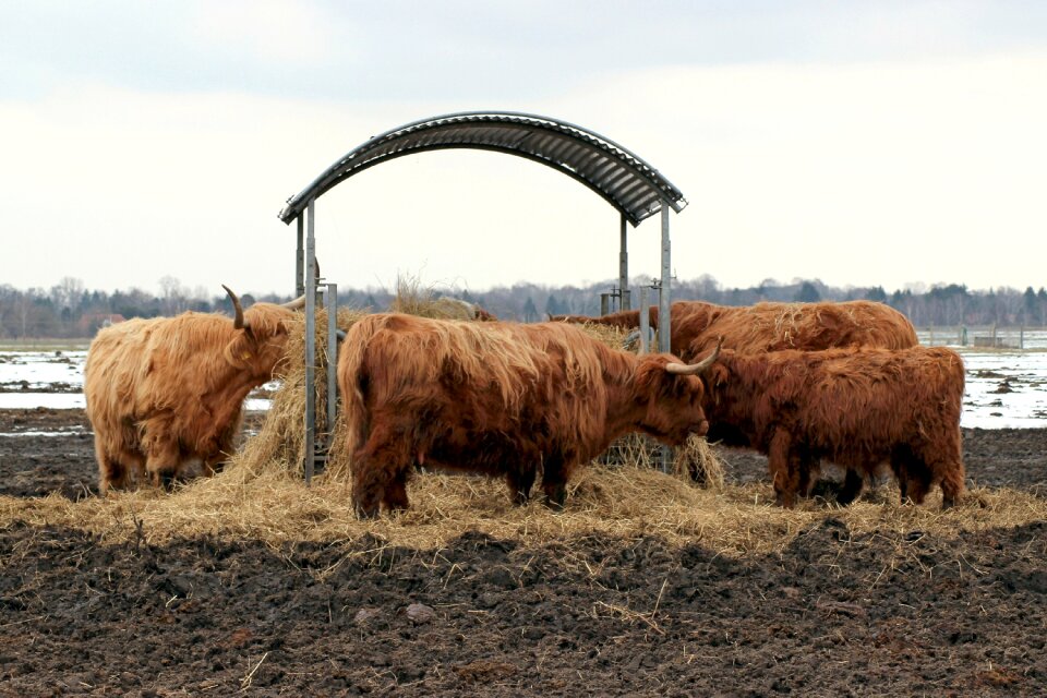 Beef cattle galloway beef