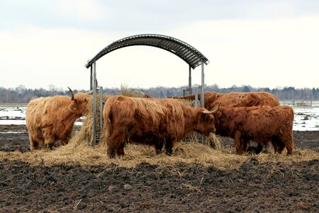Beef cattle galloway beef