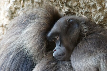 Primates pair winter