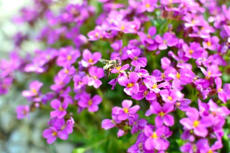 Bee nectar violet