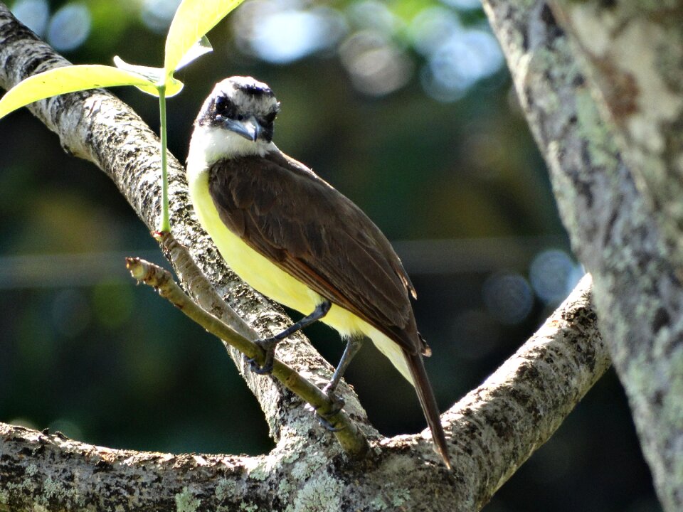 Tropical birds cayenne french guiana