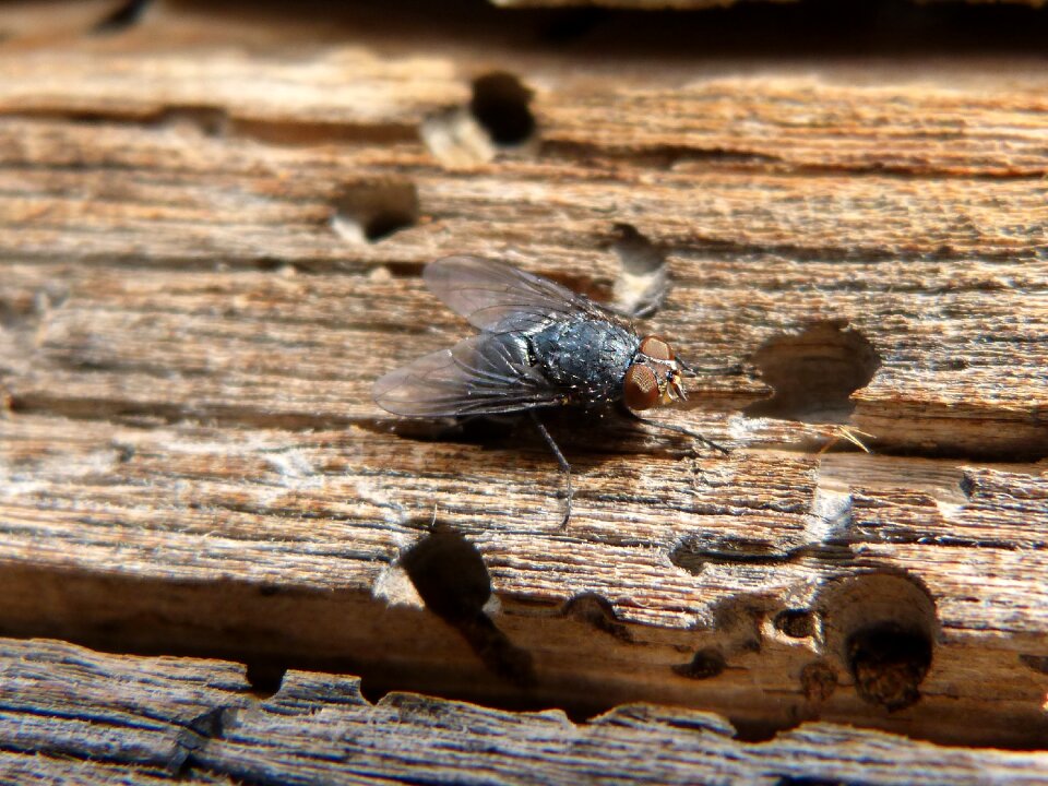 Detail wood insect