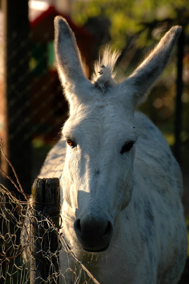 Animal world ears evening sun