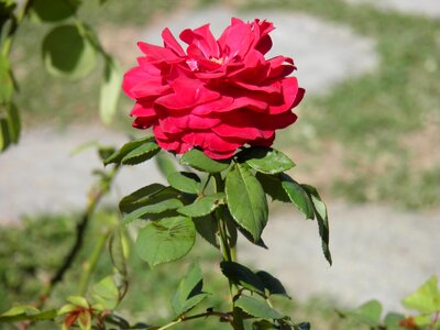 Nature red love