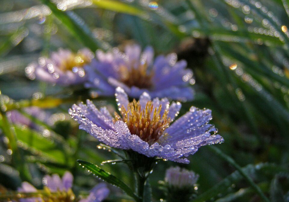 Astra morning macro