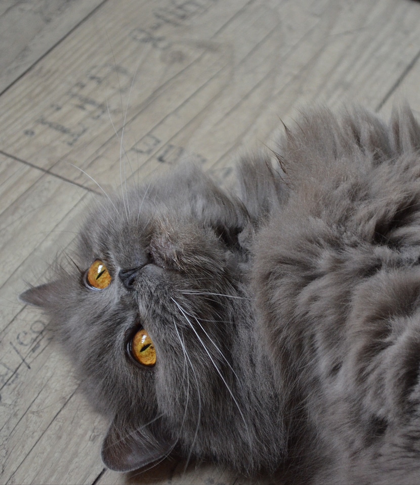 Highlander british longhair cat domestic cat